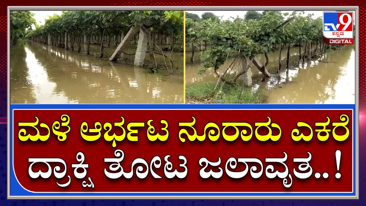 tv9kannada's tweet photo. Grape crop Loss: ಮಳೆ ಆರ್ಭಟ ನೂರಾರು ಎಕರೆ ದ್ರಾಕ್ಷಿ ತೋಟ ಜಲಾವೃತ..! | Tv9 Kannada
Video Link►https://t.co/erBvQPYs8x
#TV9Kannada #Rain #Rainwater #HeavyRain #RainEffect #Grapecrop #CropLoss https://t.co/yOLNvgIIW6