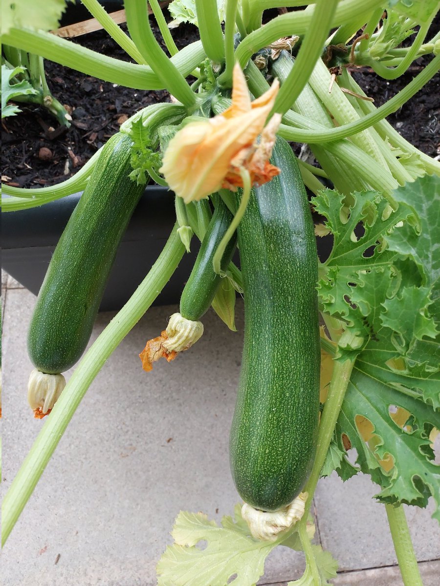 TradeWithSandy's tweet photo. Zucchinis and chillies are growing fast.. 
And some marigold (झेंडू) from our garden #gardening #grennery #nature https://t.co/gdyVLQn28x