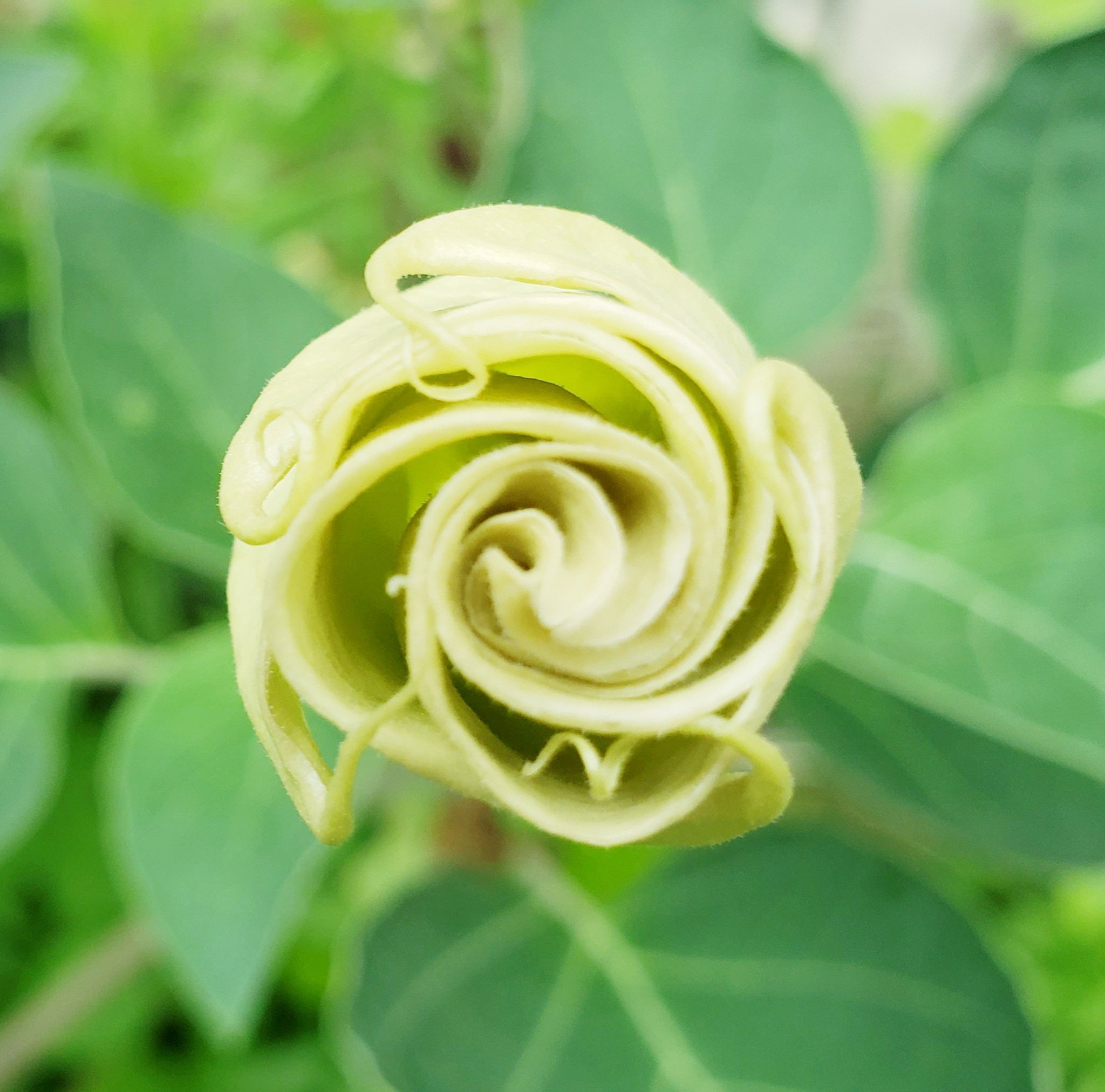 つゆくさ 今年も 花が咲いて この通り T Co Ls8cfv7bar Twitter