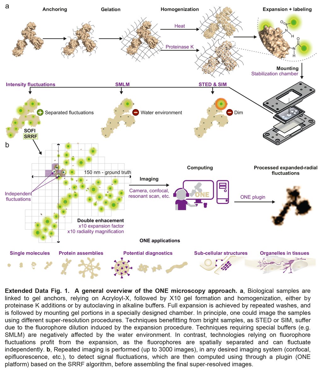 Hello world, ONE is here... I am happy to share with you a new technology —termed #ONE_Microscopy, that allows a resolution approaching ~8 Å using conventional light microscopy.
<a href="/LabSauer/">SauerLab</a> <a href="/eboyden3/">Ed Boyden</a> <a href="/RaduAricescu/">Radu Aricescu</a>
Full story:
biorxiv.org/cgi/content/sh…