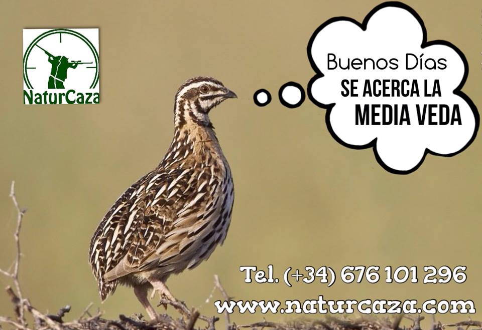 MEDIA VEDA: Se acerca la #MediaVeda, esperamos que disfrutéis de apasionantes jornadas de caza tras la codorniz. Siempre es bueno tener en el coto, rastrojos de paja 🌾 y riego 💧 abundante.
☎️ 676101296 o naturcaza.com #Caza #Chasse #HuntinginSpain #Codorniz