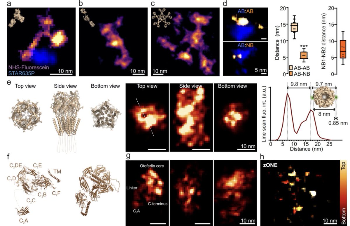 Expansion microscopy at one nanometer resolution #ONE_Microscopy, a possible game changer? Great work done by an amazing team! biorxiv.org/cgi/content/sh…
