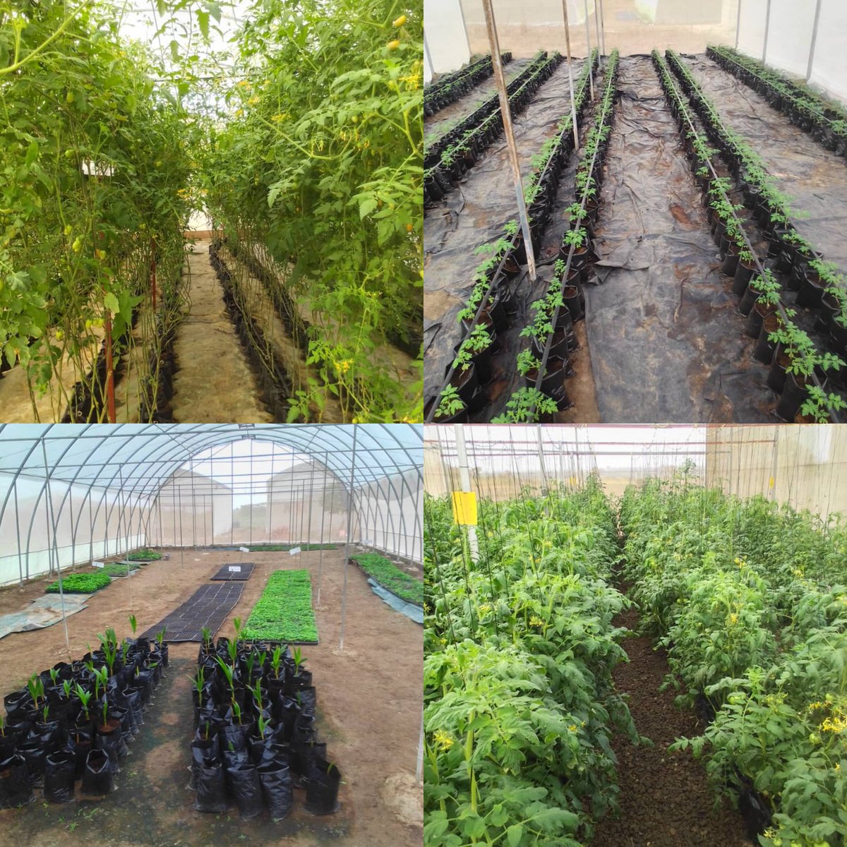 EnyonamManye's tweet photo. Tomatoes farming in a greenhouse 👌 https://t.co/bFhciv3p5e