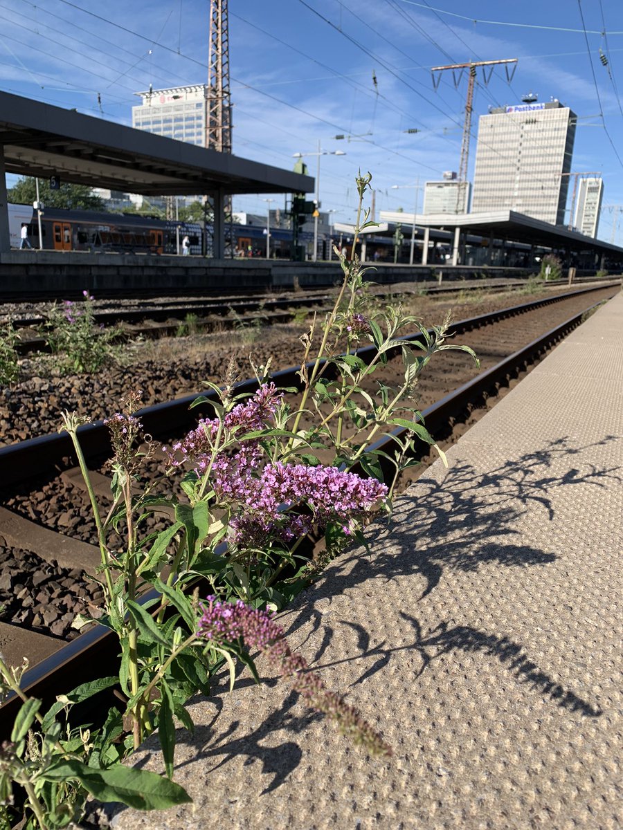 Zehnersassa's tweet photo. So. Bahnsteigbegleitbunt Hauptbahnhof #Ruhrpott #Essen https://t.co/VDmlMx0Nh4