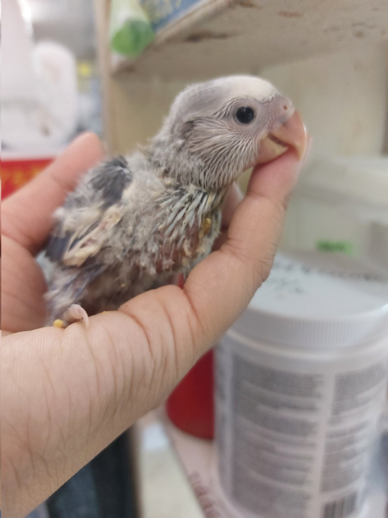 フィッシュランドイシハラ 鳥部門 コザクラインコちゃんとボタンインコちゃんも Wfバイオレットパイド シーグリーン ブルーボタン T Co H2qy4tcrr5 Twitter