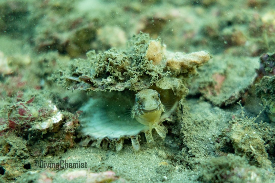 DivingChemist's tweet photo. In life, I hope to be as happy as this little fish in his shell house 🥰🏡photographed at #ChowderBay on #CammeraygalCountry

#UnderwaterPhotography https://t.co/SvJmLcbKYr