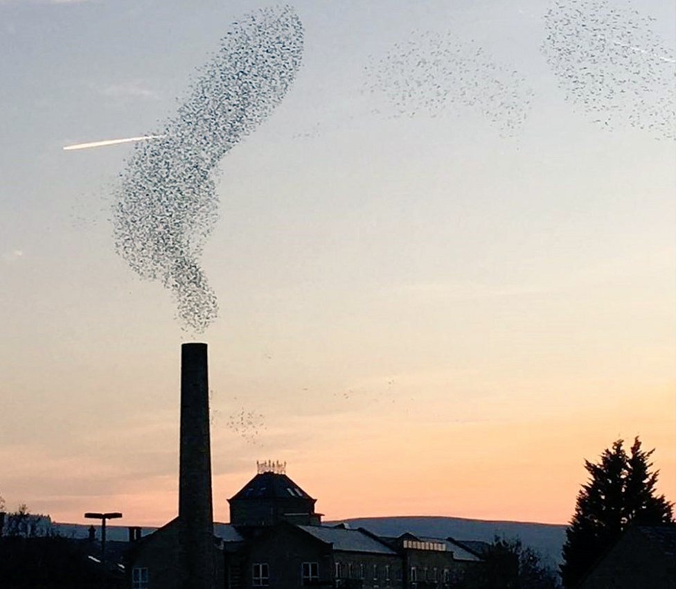 womensart1's tweet image. A recent photo of a starling murmuration as if smoke from a chimney has been called a "fluke" by its Yorkshire based, UK photographer, Anna Tosney #WomensArt