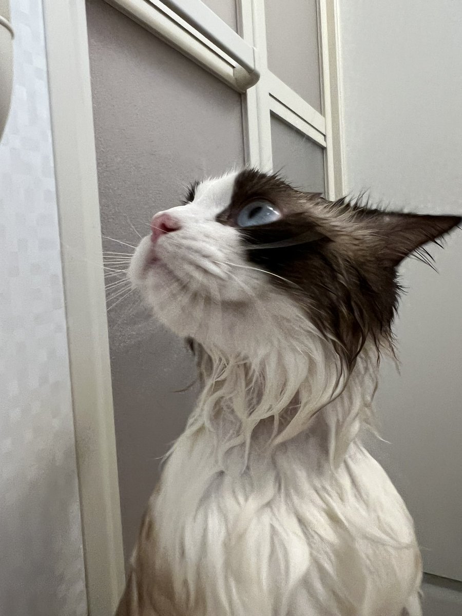 smore_rag_cat's tweet photo. 洗われた #ねこ https://t.co/NCKxqw7p2q