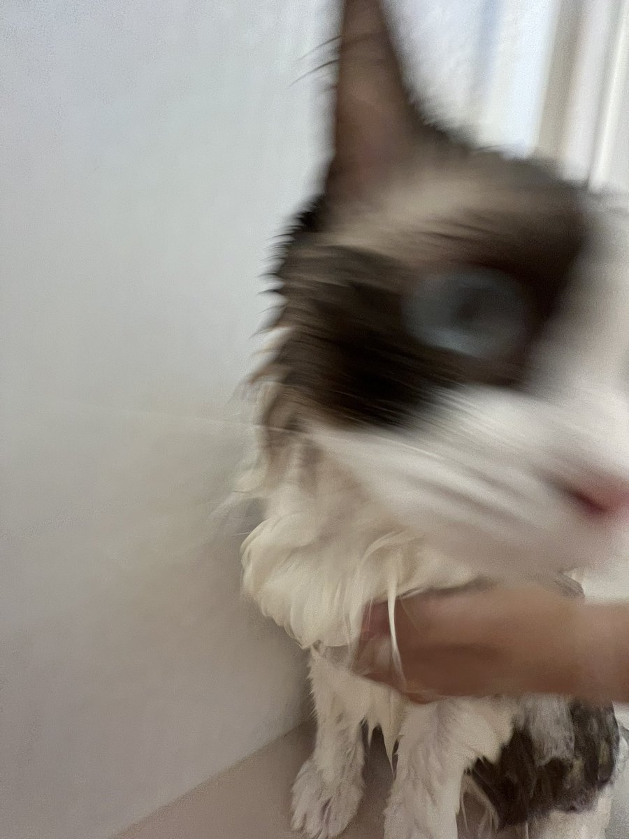 smore_rag_cat's tweet photo. 洗われた #ねこ https://t.co/NCKxqw7p2q