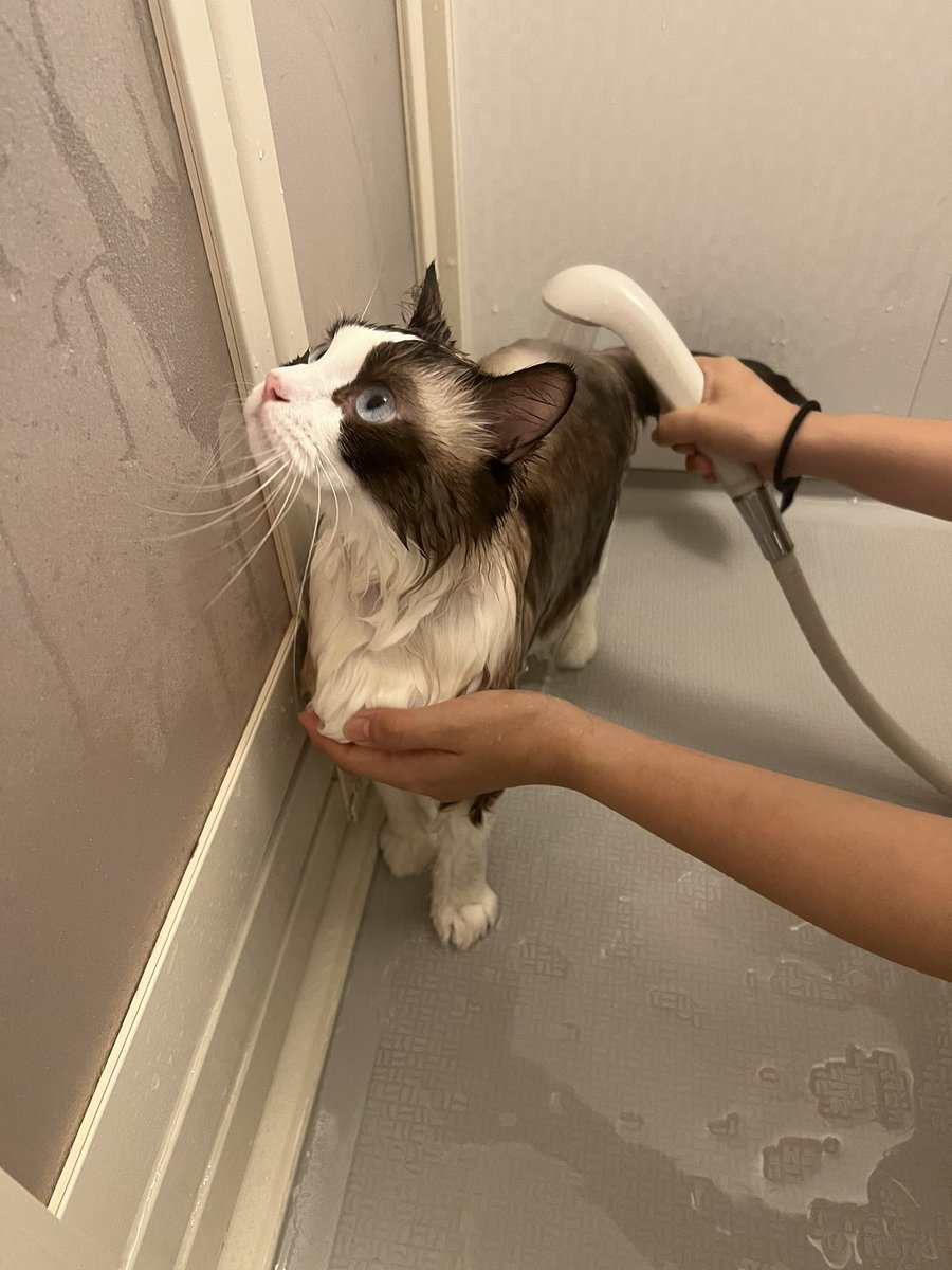 smore_rag_cat's tweet photo. 洗われた #ねこ https://t.co/NCKxqw7p2q