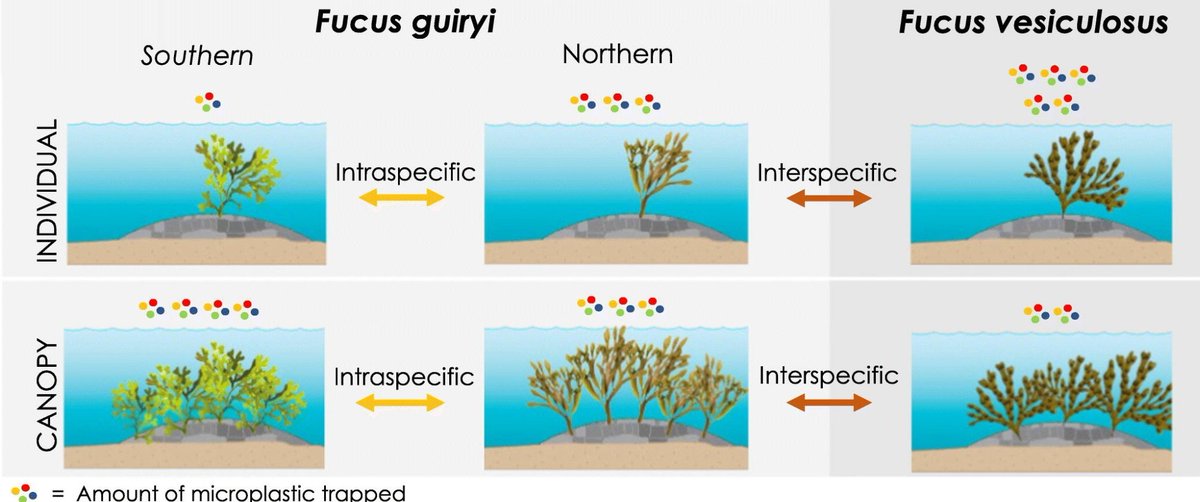 📢📢<a href="/LoreCozzolino/">Lorenzo Cozzolino</a> first PhD paper
The relative effects of #interspecific and #intraspecific diversity on #microplastic trapping in coastal biogenic habitats

Here a 50 days free access authors.elsevier.com/c/1fX3~B8ccup33

<a href="/CienciasDoMar/">CCMAR - Centro de Ciências do Mar</a> <a href="/LOG_labo/">Laboratoire d’Océanologie et de Géosciences</a>
<a href="/ZardiGerardo/">Gerardo Zardi</a> <a href="/KatyNicastro/">Katy Nicastro</a> <a href="/LaurentSeuront/">Laurent Seuront</a>