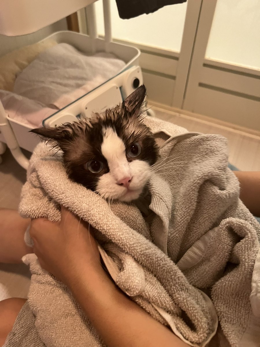 smore_rag_cat's tweet photo. タオルに包まれた #ねこ https://t.co/vakuQxyvt4