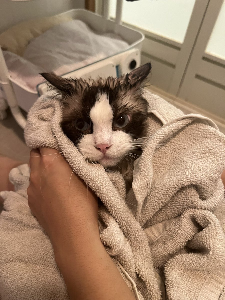 smore_rag_cat's tweet photo. タオルに包まれた #ねこ https://t.co/vakuQxyvt4