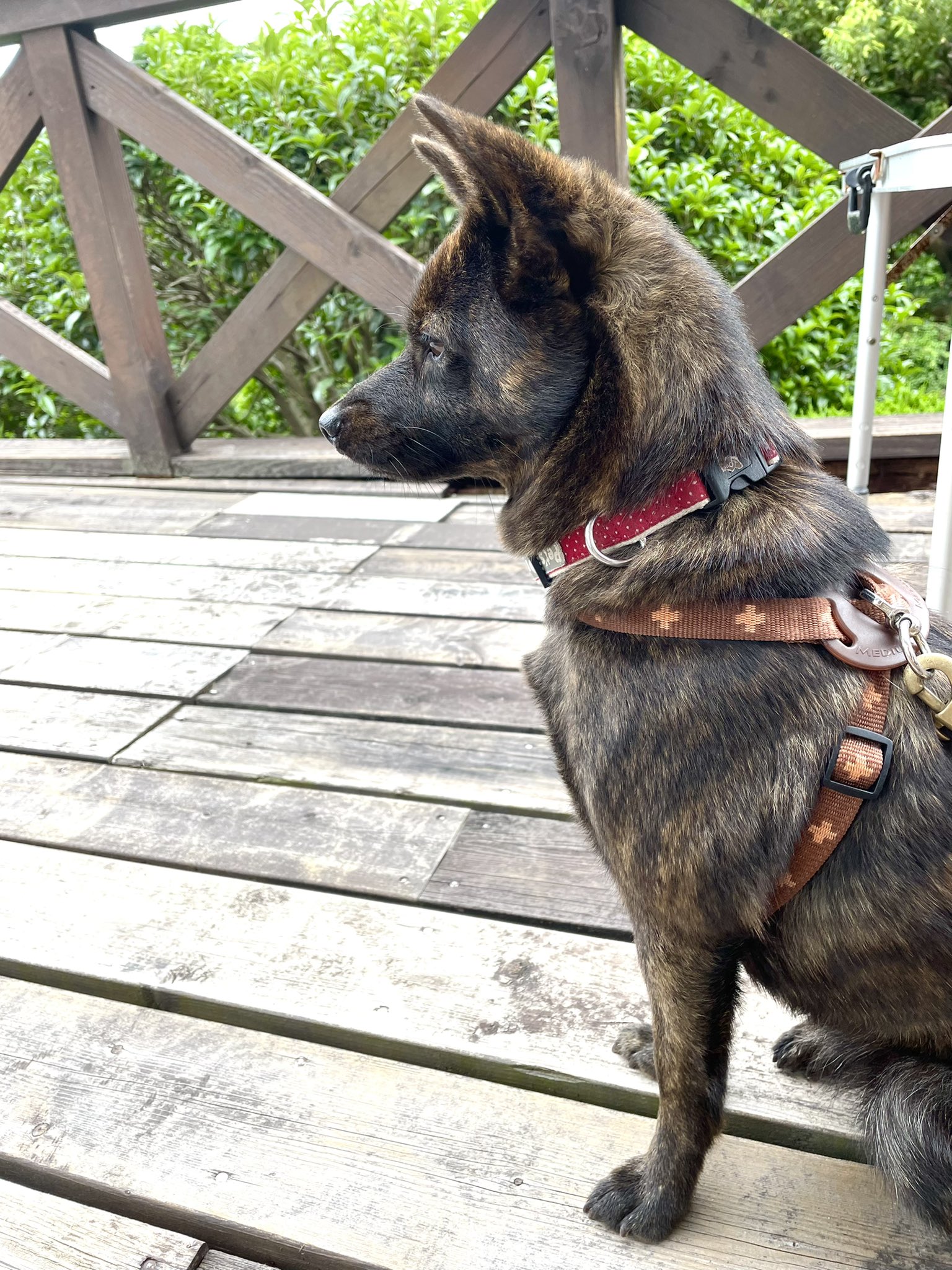 Suzuran 涼しくて気持ちいい 甲斐犬 T Co Rubgstvkd6 Twitter
