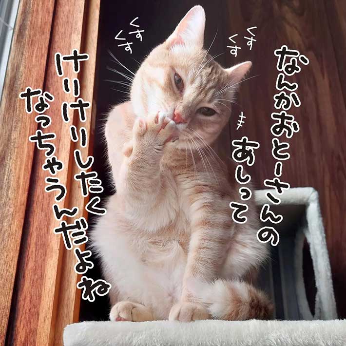 香箱座りをする猫に、飼い主夫婦が片足を突っ込むと? 「笑ってしまった」「ある意味愛されてる!」 https://t.co/HOkyytGtGP @grapeejpより