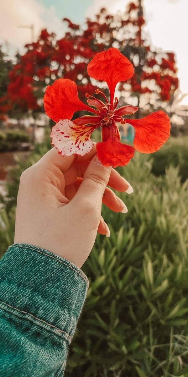 صباح الخير والورد والياسمين على كل الناس الحلوين