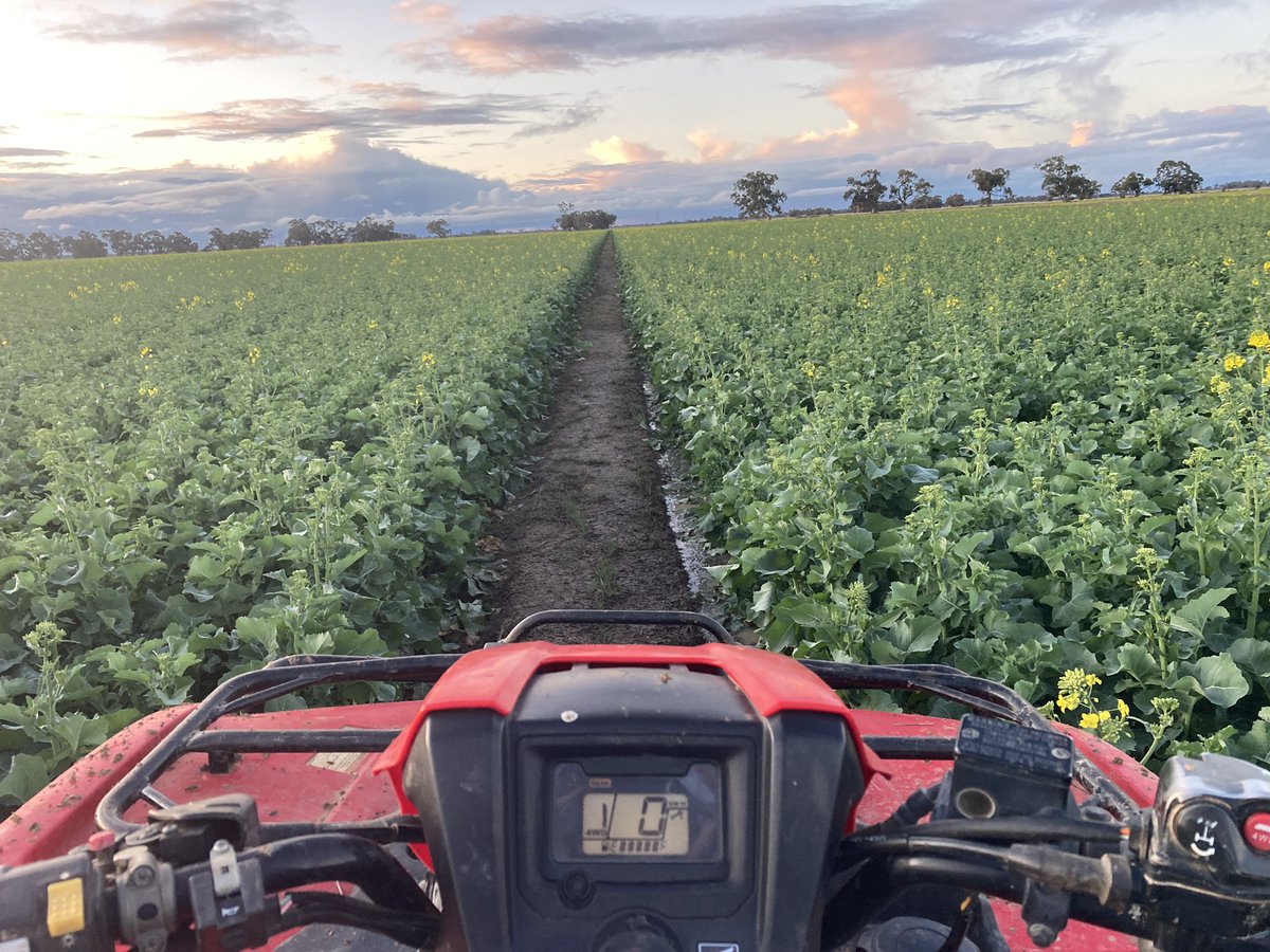 HoldenLachlan's tweet photo. Irrigating 44Y30 … had 2T/ of Gypsum prior to sowing and 350kg of Urea in Crop . Looking forward to seeing the results #canola #irrigation #roundupready #breakcrop https://t.co/yhfFn1kKMs