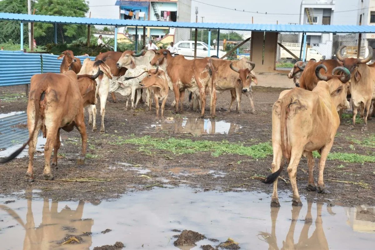 આજે આદરણીય મુખ્યમંત્રી શ્રી <a href="/Bhupendrapbjp/">Bhupendra Patel</a> જીએ જામનગરમાં લમ્પી વાયરસ સેન્ટર,સારવાર કેન્દ્ર,વેક્સિનેશન સેન્ટર,રોગગ્રસ્ત ગૌધનના શેડસ તથા રહેઠાણ વ્યવસ્થાનું નિરીક્ષણ કર્યું.
પશુઓની યોગ્યરીતે તાકીદે સારવાર તેમજ વેક્સિનેશન કરવામાં આવે તે અંગે અધિકારીશ્રીઓને સૂચનો કર્યા. #CMinJamnagar