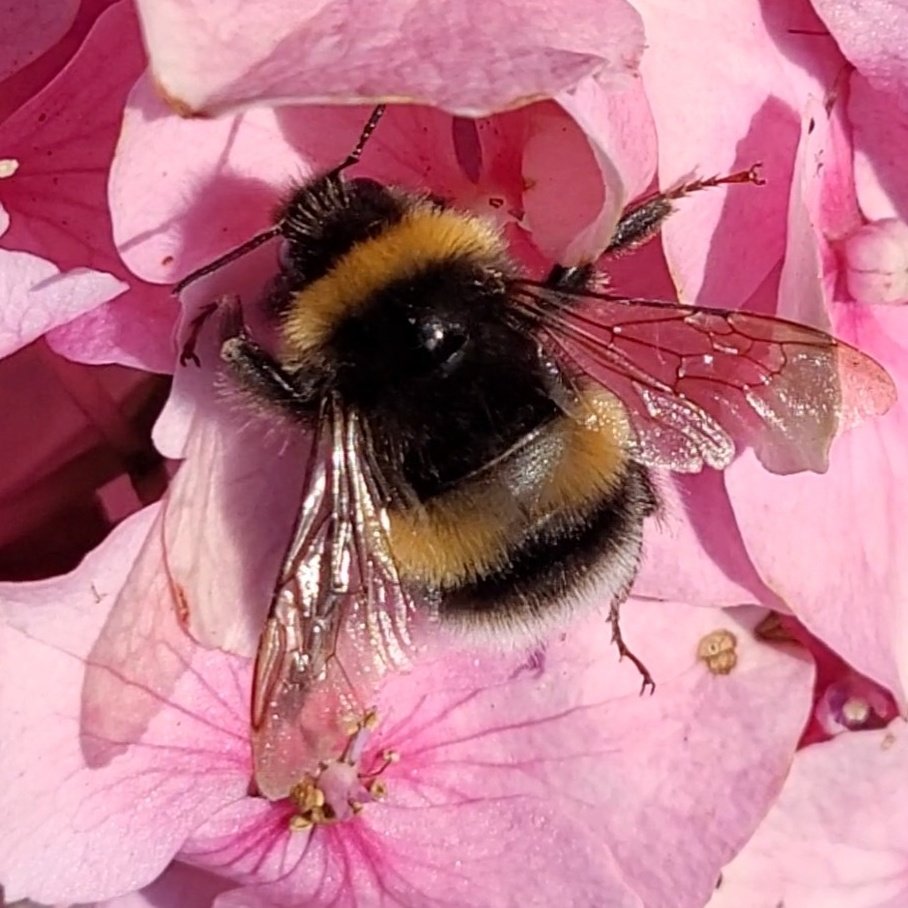 BEE_FREN's tweet photo. TELL ME I'M A CUTE BEE 🥺 #NewProfilePic https://t.co/l5O4UUuzqQ