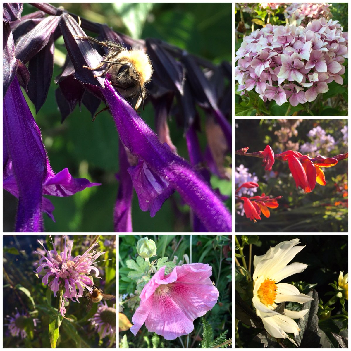 QuietCountryL's tweet photo. ✨🌸Mulching several weeks ago was hard work but worth it. Salvia amistad, hydrangea, monarda,hollyhock, dahlias and crocosmia seem tough enough to take the heat 🌸✨#SixOnSaturday #sixonsaturday ⁦@cavershamjj⁩ Happy #gardening 👩🏻‍🌾 https://t.co/X3wSOS6ABI
