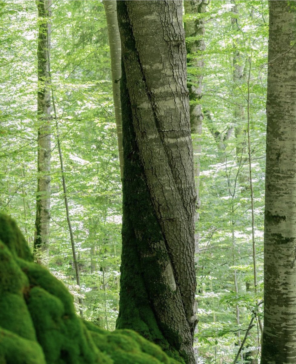 Drehwuchs an einer Buche im Urwald. Solch ein Baum kann in einem Sturm besser vor und zurückfedern, genau wie eine Stahlfeder. In Wirtschaftswäldern findet man solche Bäume kaum, weil sie früh beseitigt werden.Bretter aus solchen Bäumen verwinden sich nämlich beim Trocknen.
