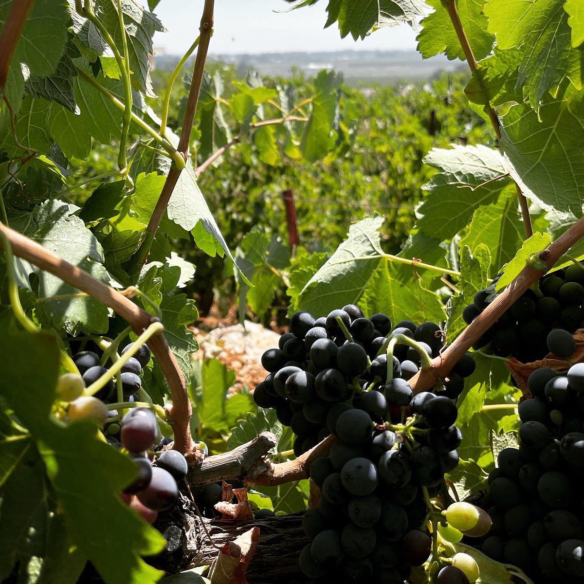 jotouma's tweet photo. Harvest 2022 !! Here we go!! Another challenging year full of hope faith love and passion. God bless🍇🙏❤️ #lebanesewinemaker #lebaneseenologist #travellingwinemaker #harvest2022 #lebanonwine #lebanesewine #bekaavalley #lebanon https://t.co/mFl6MEfPRQ