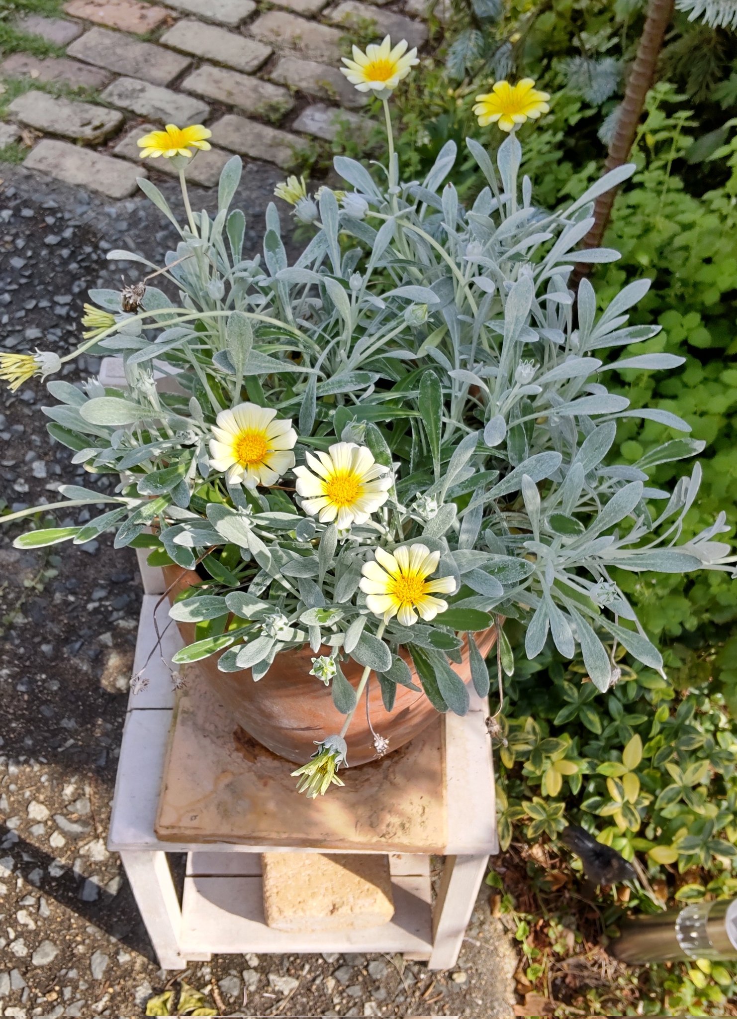 庭工房ラムジフ 来春も購入したい 真夏でも優秀 ガザニアビーストシルバーフォックス ブルーファンフラワー T Co Zgiqbbth Twitter