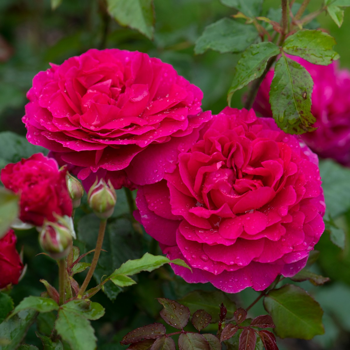Dobbies on Twitter "Everything’s coming up roses🌹Our top picks are