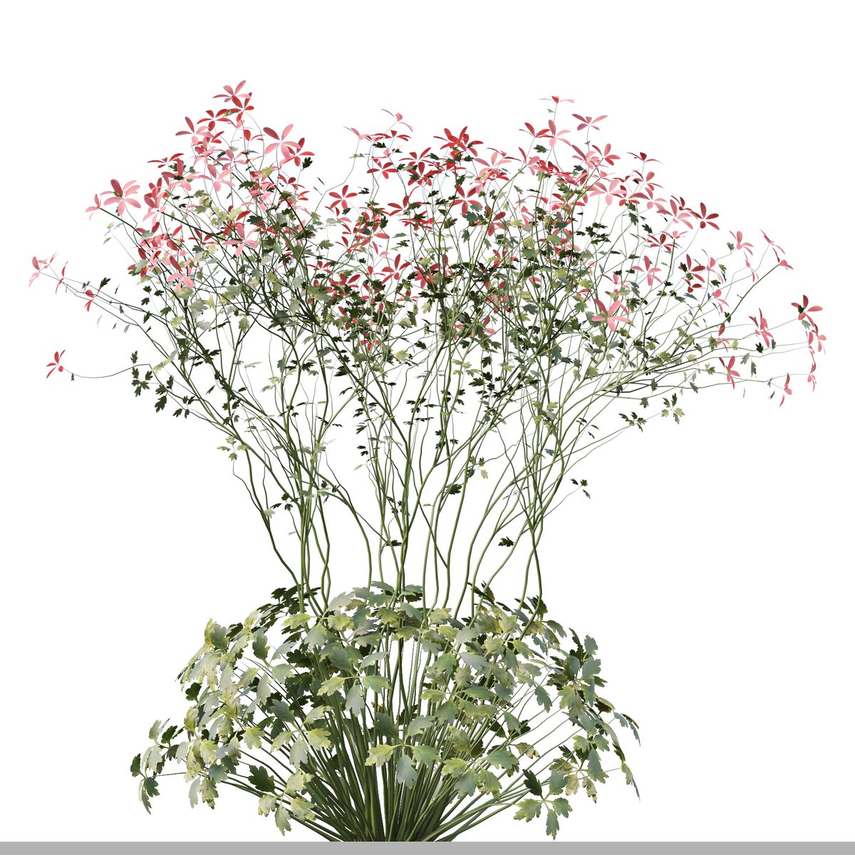 moonikoffice's tweet photo. Set of Geranium palmatum Plant ( 3Ds MAX - Blender - Cinema4D - FBX - OBJ )
Canary Island geranium is a biennial or short-lived perennial that is native to sunny areas in the Canary Islands and Madeira. #3dsmax #blender #cinema4d #3dmodel #archviz #3d
https://t.co/XguRZCzUnx https://t.co/Ny5bBHH5Ci