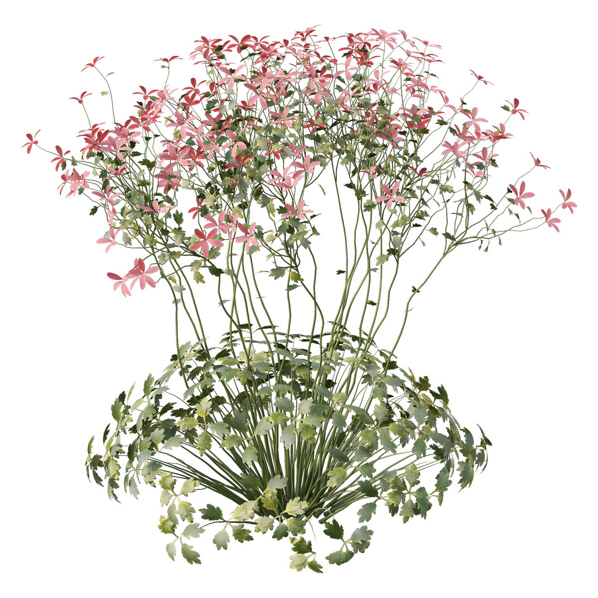 moonikoffice's tweet photo. Set of Geranium palmatum Plant ( 3Ds MAX - Blender - Cinema4D - FBX - OBJ )
Canary Island geranium is a biennial or short-lived perennial that is native to sunny areas in the Canary Islands and Madeira. #3dsmax #blender #cinema4d #3dmodel #archviz #3d
https://t.co/XguRZCzUnx https://t.co/Ny5bBHH5Ci