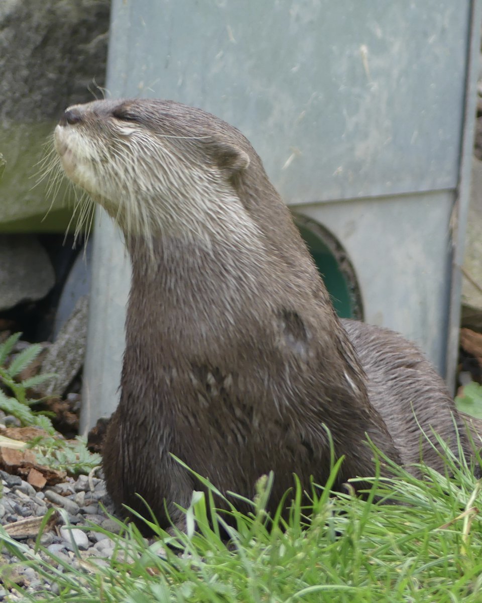 Otters at @WWTMartinMere #otters #otter #ottersofinstagram #otterlove #otterlife #otterlovers #otterlover #ottercute #ottergram #animals #cute #wildlife #cuteanimals #nature #animal #instaotter