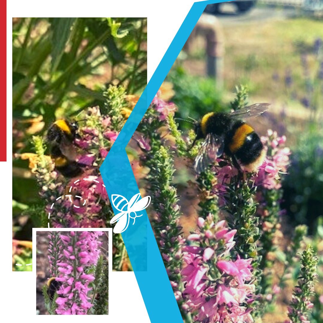 We are proud to announce that RS has become a member of the Bumblebee Conservation Trust. 
To show our support, and continue to develop our businesses environmental credentials, we built a raised flower bed outside our offices and filled it with flowers to attract bees 🐝
#bees