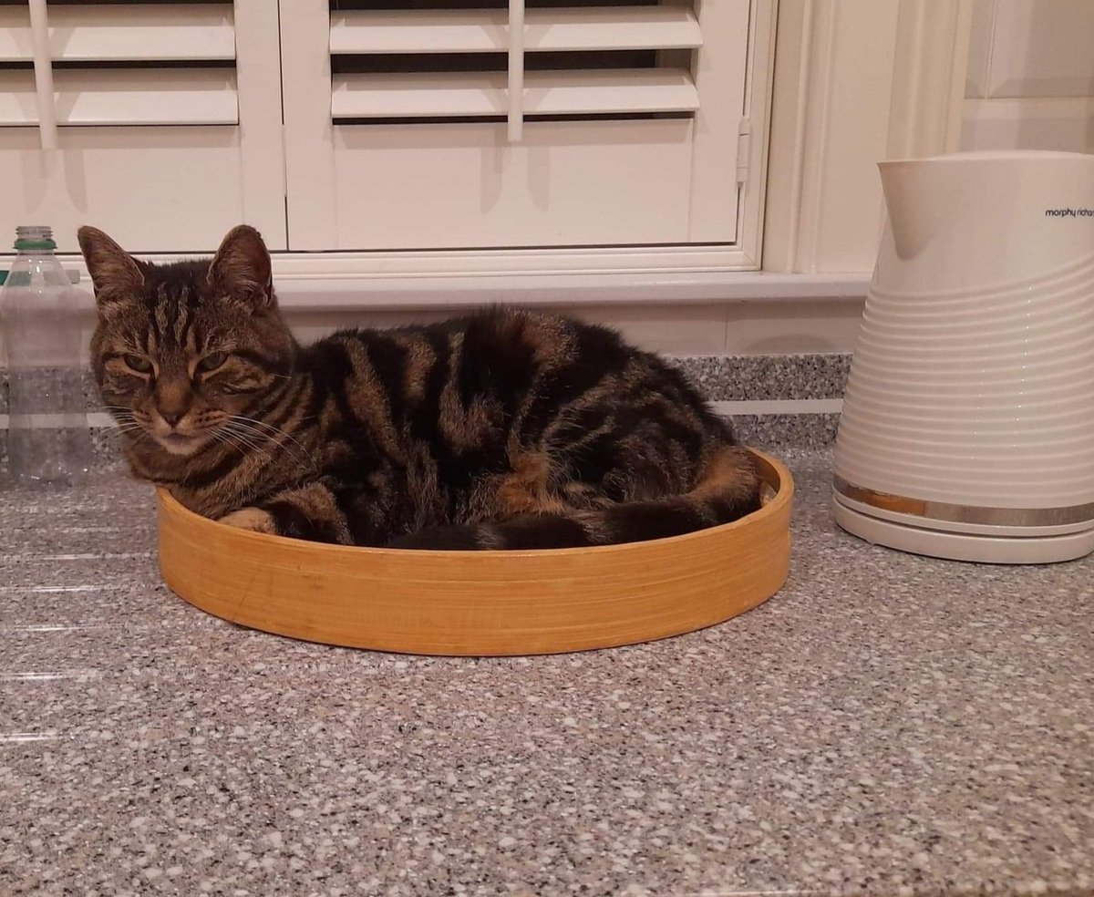 IanBrownTV's tweet photo. When #caturday meets kettle-day - #kitchencat #officecat #tabbycat #tabbytroop #CatsOnTwitter #CatsOfTwitter #CatPicture https://t.co/PfnPTjLuX6