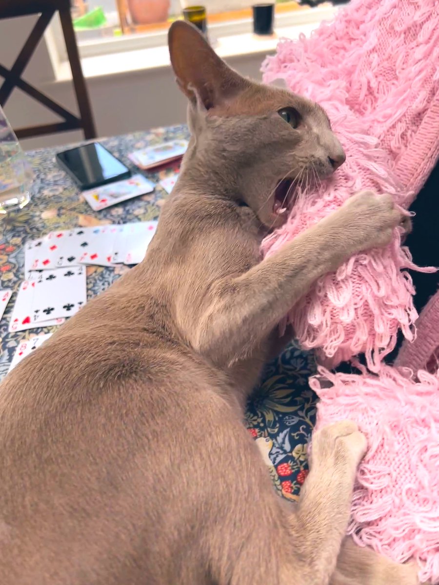 Emblyn3's tweet image. Just biting grandma……nuffin to see here….happy #Caturday my besties #CatsOfTwitter