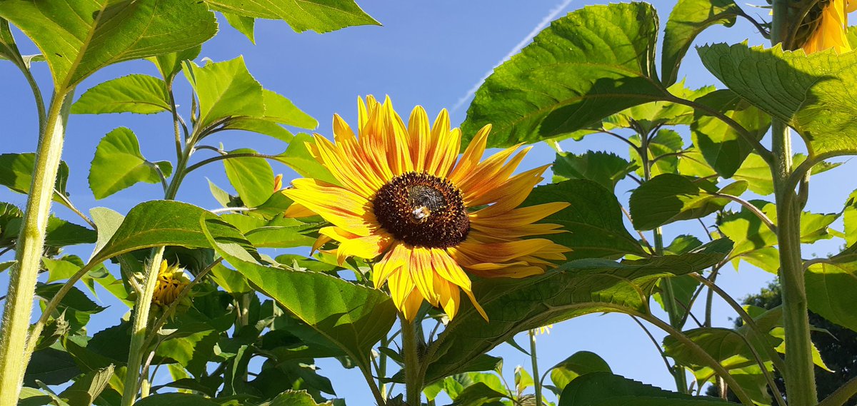 VegPlotFoodPot's tweet photo. It's a sunny morning at the #sussexprairiespotager https://t.co/1L3eNyYVTg