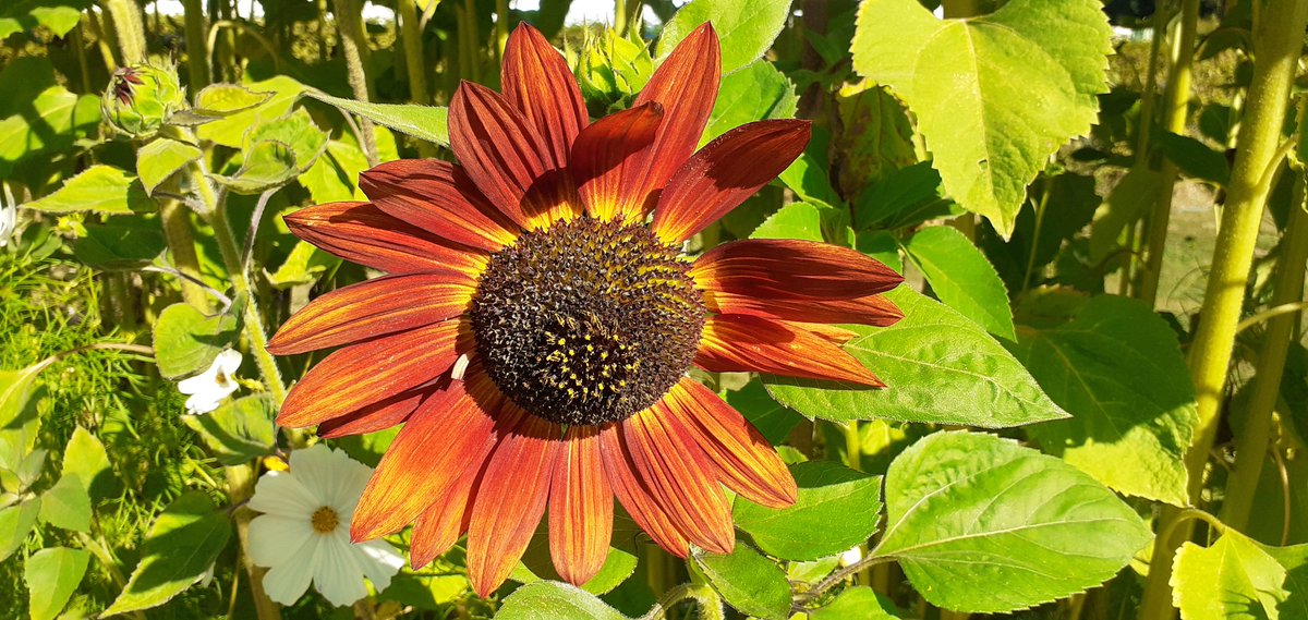 VegPlotFoodPot's tweet photo. It's a sunny morning at the #sussexprairiespotager https://t.co/1L3eNyYVTg