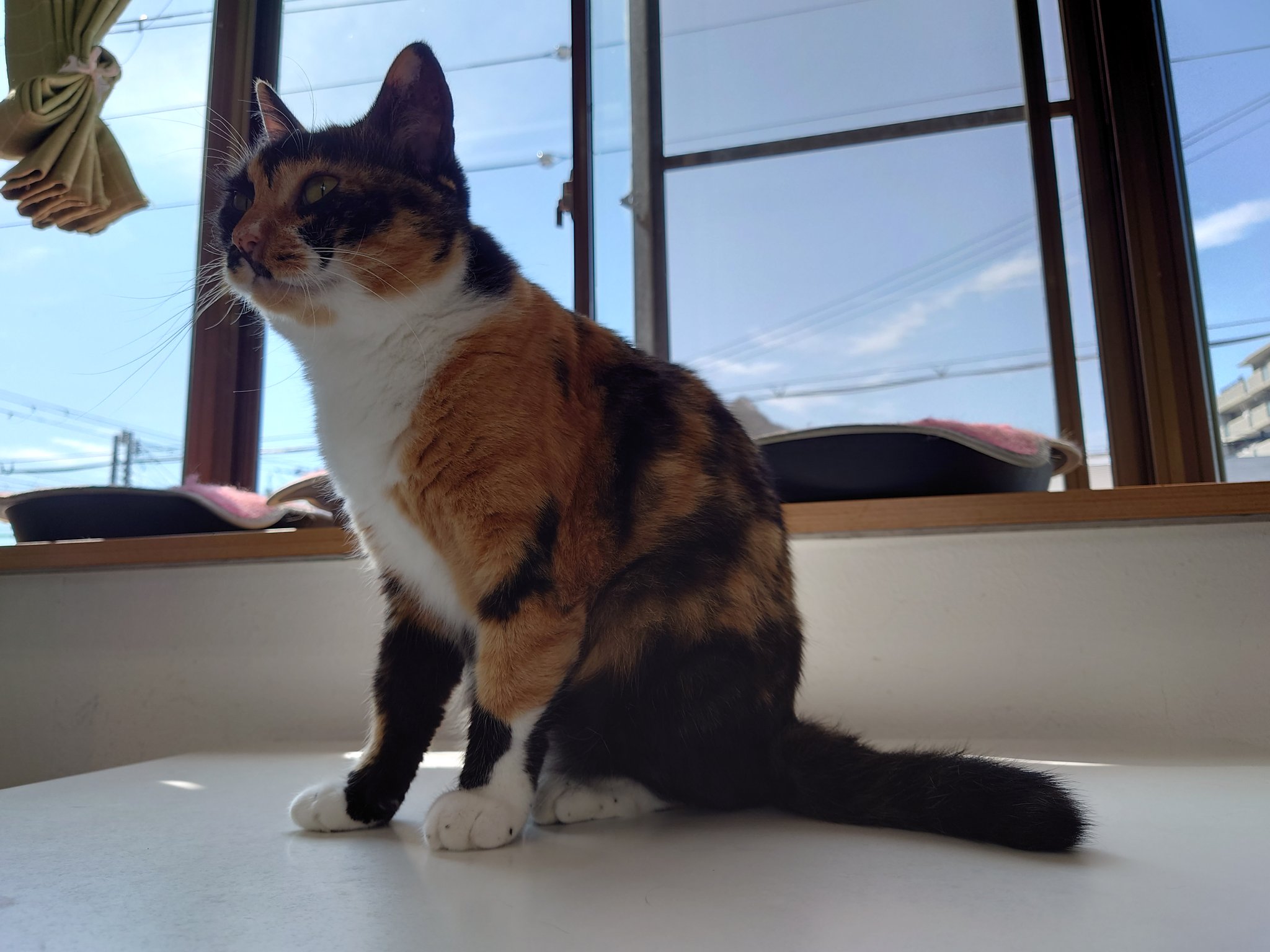 保護猫カフェ 猫ホテル ねこんチ Nekonchi Twitter