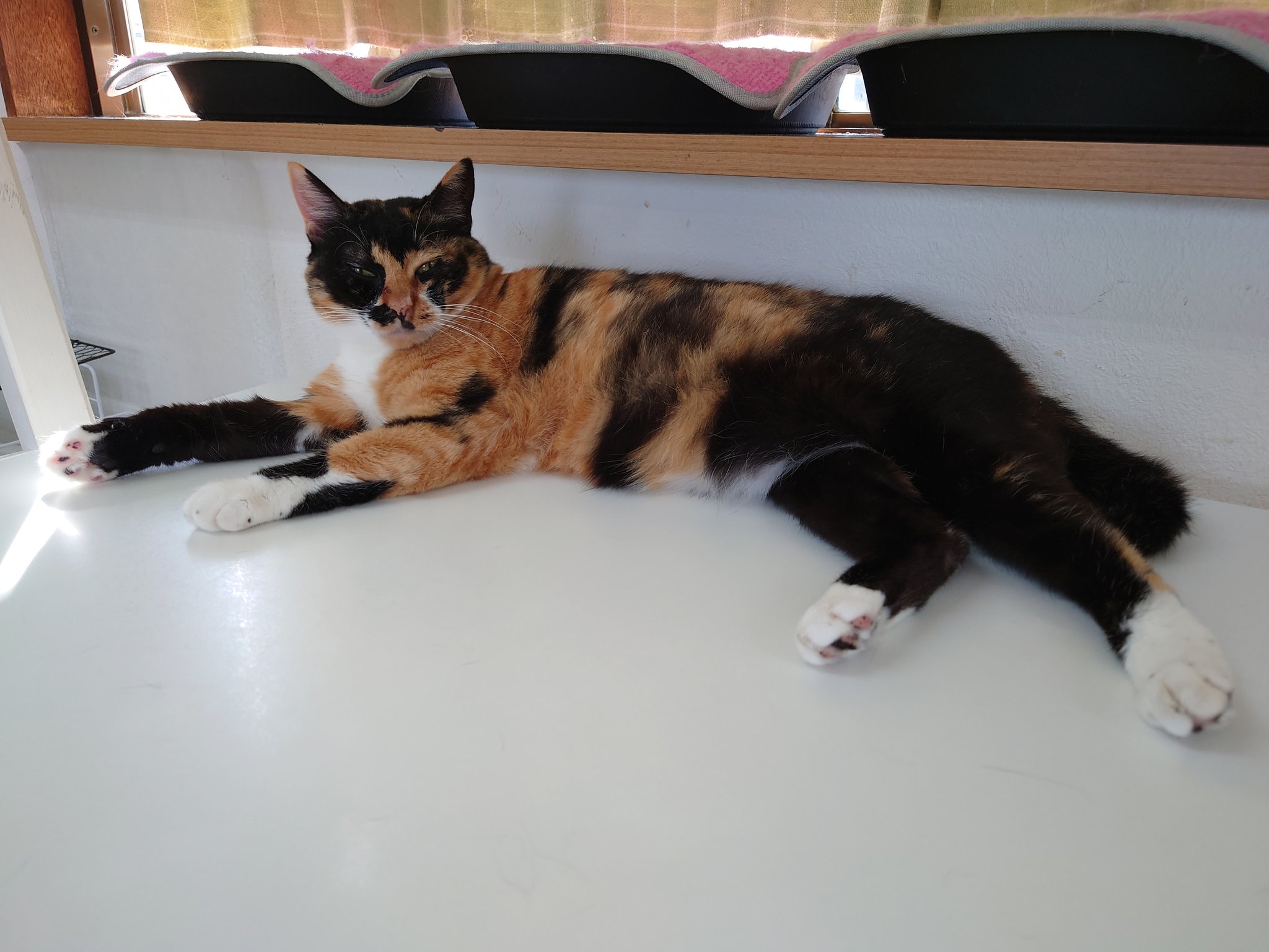 保護猫カフェ 猫ホテル ねこんチ Nekonchi Twitter