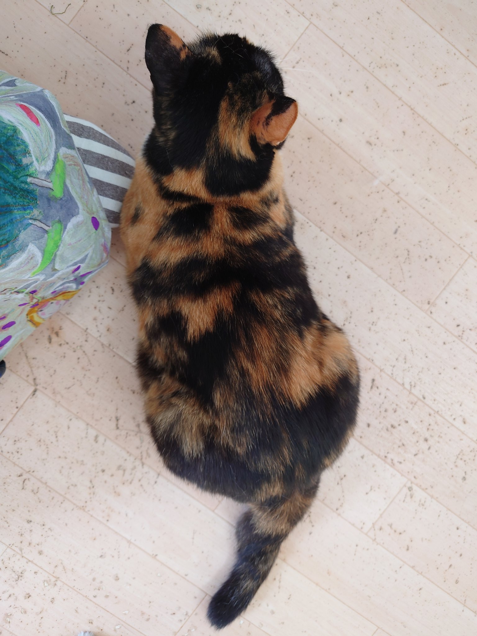 保護猫カフェ 猫ホテル ねこんチ Nekonchi Twitter