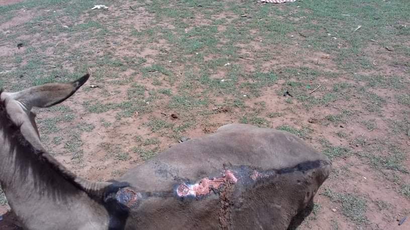 LiberiaAnimal's tweet photo. Every day, our team is confronted with the most critical and chronic healthcare issues for working animals in Guinea. The #donkeys work under painful and horrible conditions resulting in more wounds and stress. Please help at https://t.co/r6A9R1DB7q
#WorkingAnimals #DonkeyHealth https://t.co/9JTtCpuUGS