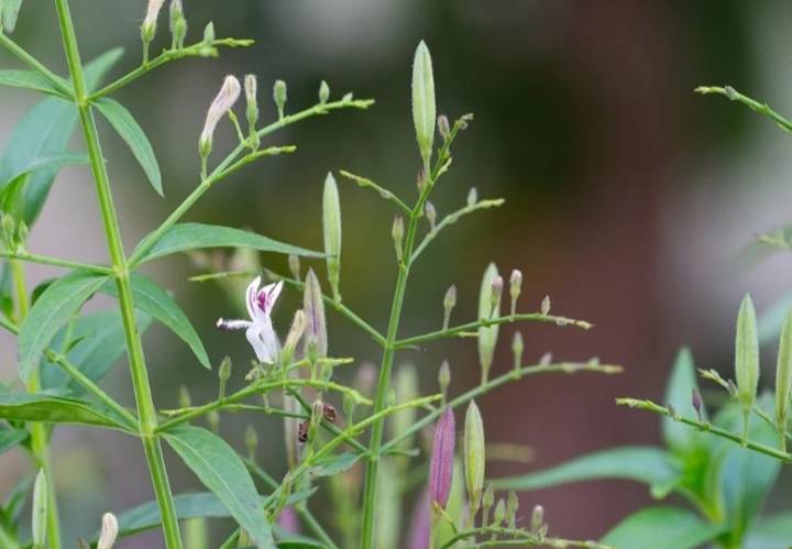 YNHealth's tweet photo. Traditionally used in Ayurveda and Chinese Medicine, people used serpentina for the common cold, sinus infections, general inflammation, pain, and detoxification. It should only be used no longer than 3 months at a time.  30 caps/pack. Nationwide delivery. 09175225672 https://t.co/cRrIr5Hzel