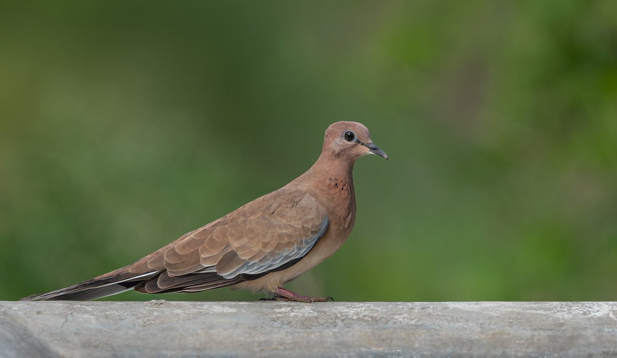 azizk20's tweet photo. Laughing Dove
Garhshankar, Punjab, India
July 2022

1/1000, f6.3, ISO 280 at 600mm https://t.co/JfVp2gd9PB