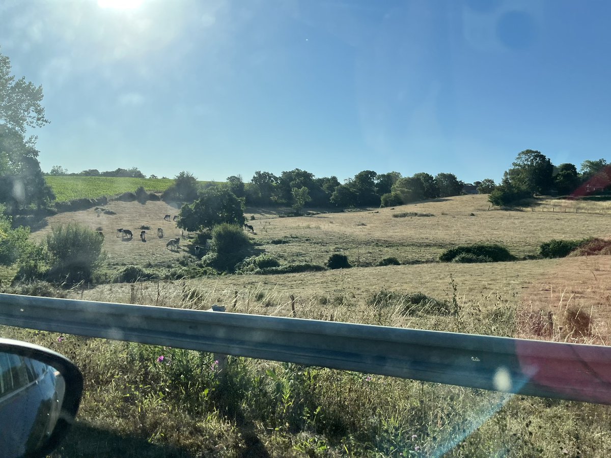 MooresResearch's tweet image. Travelling to see family in Normandie… just shocked to see how dry and scorched the landscape is. I’ve never seen fields other than green there😳#ClimateChange #HeatWave 🐄 💦
