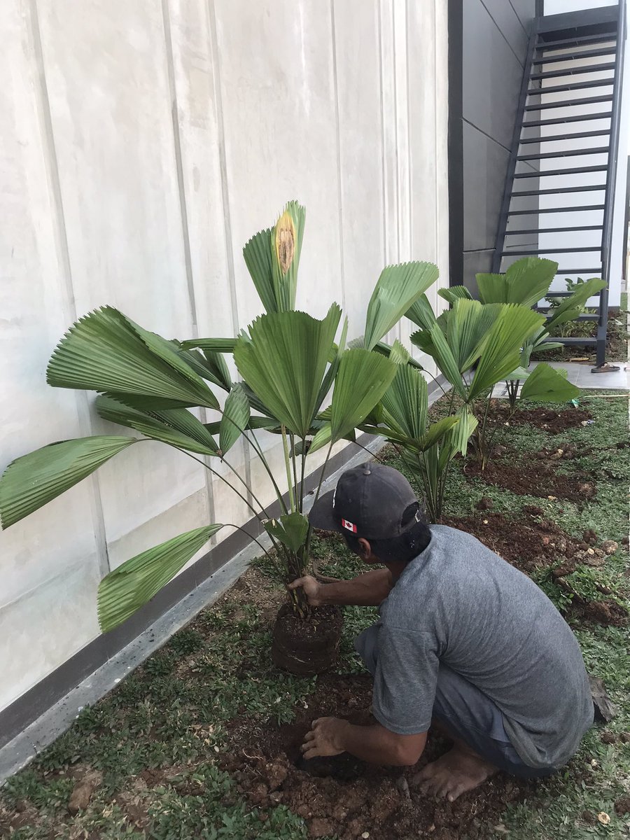 tumbuhsetaman's tweet photo. Hari pertama pemasangan taman @ Mcd Kudus🌳🪴

Terimakasih mas Dul, selalu menemani kamiii 🙏🏾🍃 https://t.co/IQ3FProh4u