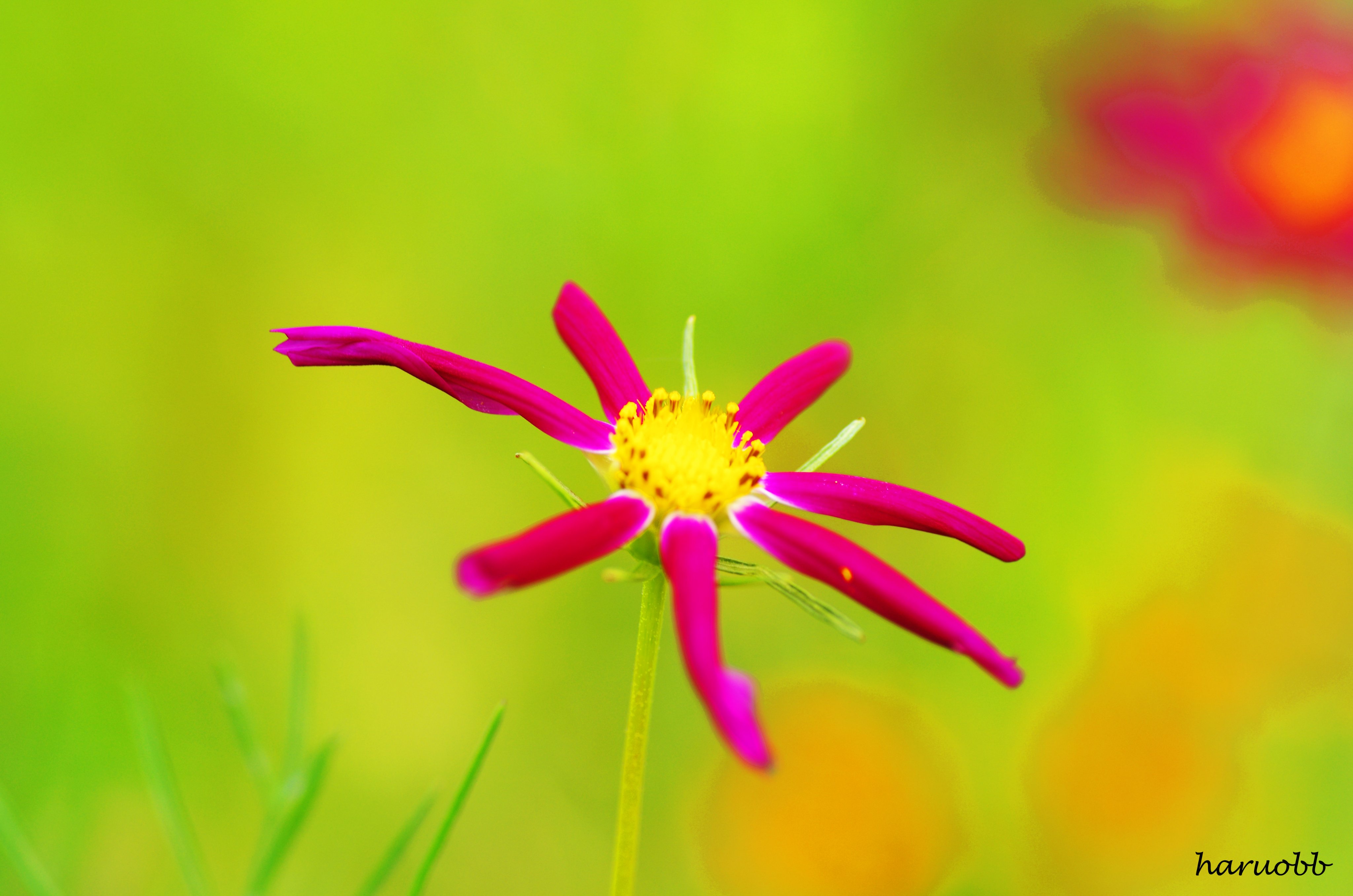 Haruobb Photos 花弁が これから開こうとする瞬間 貴重な秋桜を1枚 花弁を開くことで美しくなるが その前の準備段階 何事も準備なしでは 始まらない 準備があるから本番がある 美しく表現するには 我々も準備が必要 不思議な気持ちになっ