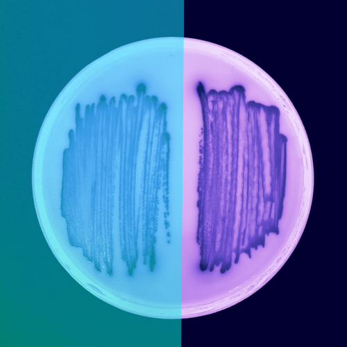 Check out Salmonella's Perspective by Arda NFT at Crypto.com NFT! 

crypto.com/nft/collection… via 
<a href="/cryptocom/">Crypto.com</a>

#NFTGiveaway #NFTCollection  #NFT #NFTdrop #NFTshill #NFTs #BTC #art #nftart #NFTartist #ETH #CRO #NFTCommunity #NFTGiveaways #cryptocurrency