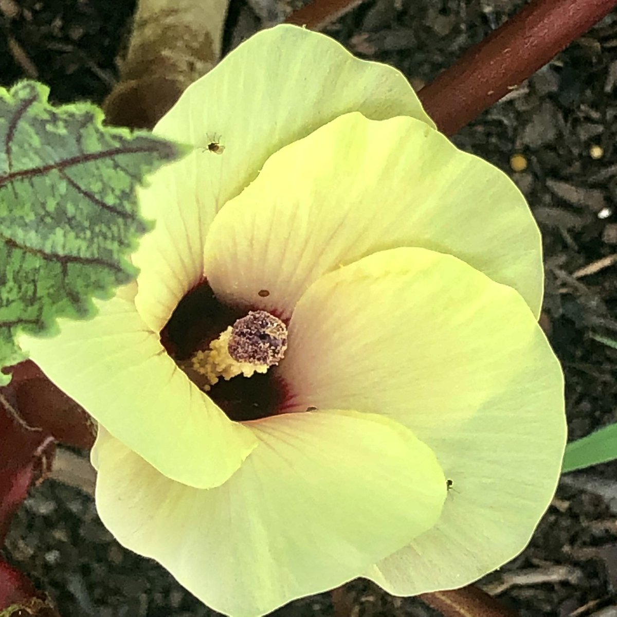 Pastor_Jim's tweet photo. #redokra #ourgarden
#Psalm46
The Lord of hosts is with us...Psalm 46:11a
#PsalmForToday #mymorningpromenade🏃 #stuffiliketolookat https://t.co/WRDODkNYes