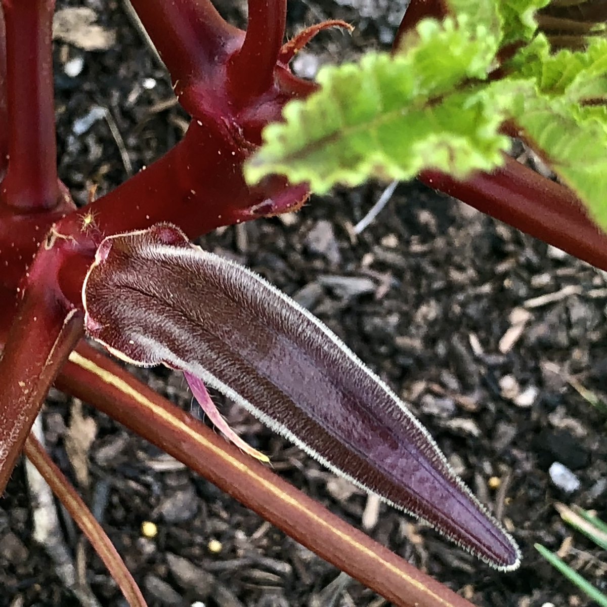 Pastor_Jim's tweet photo. #redokra #ourgarden
#Psalm46
The Lord of hosts is with us...Psalm 46:11a
#PsalmForToday #mymorningpromenade🏃 #stuffiliketolookat https://t.co/WRDODkNYes
