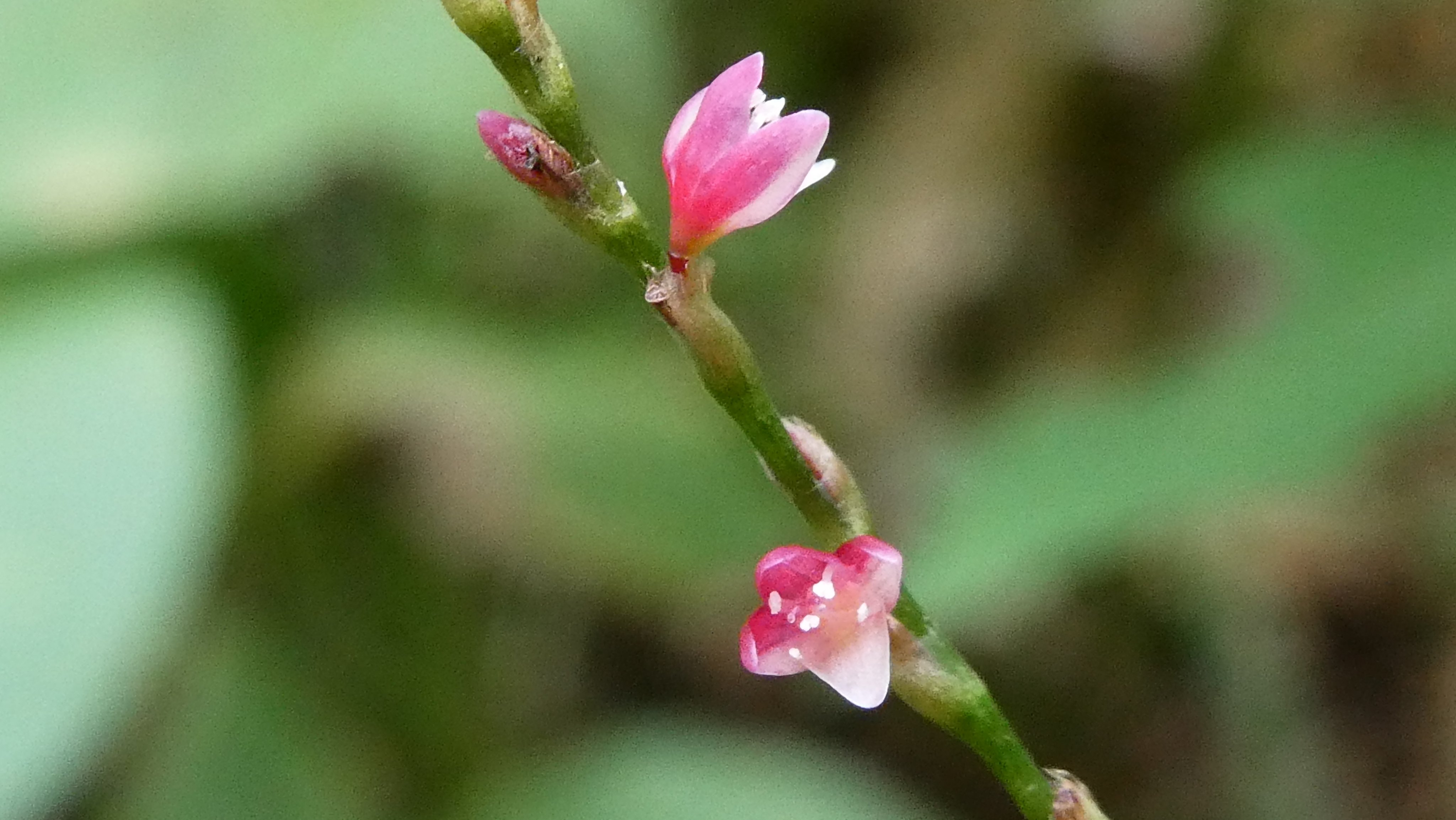 Tweets With Replies By Hanamama Hanamama 123 Twitter