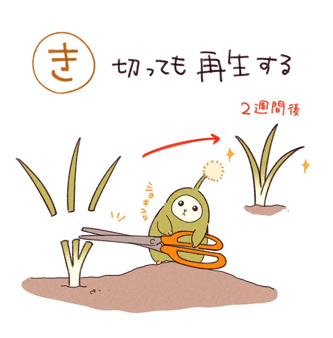 べじハム
ねぎ豆知識 